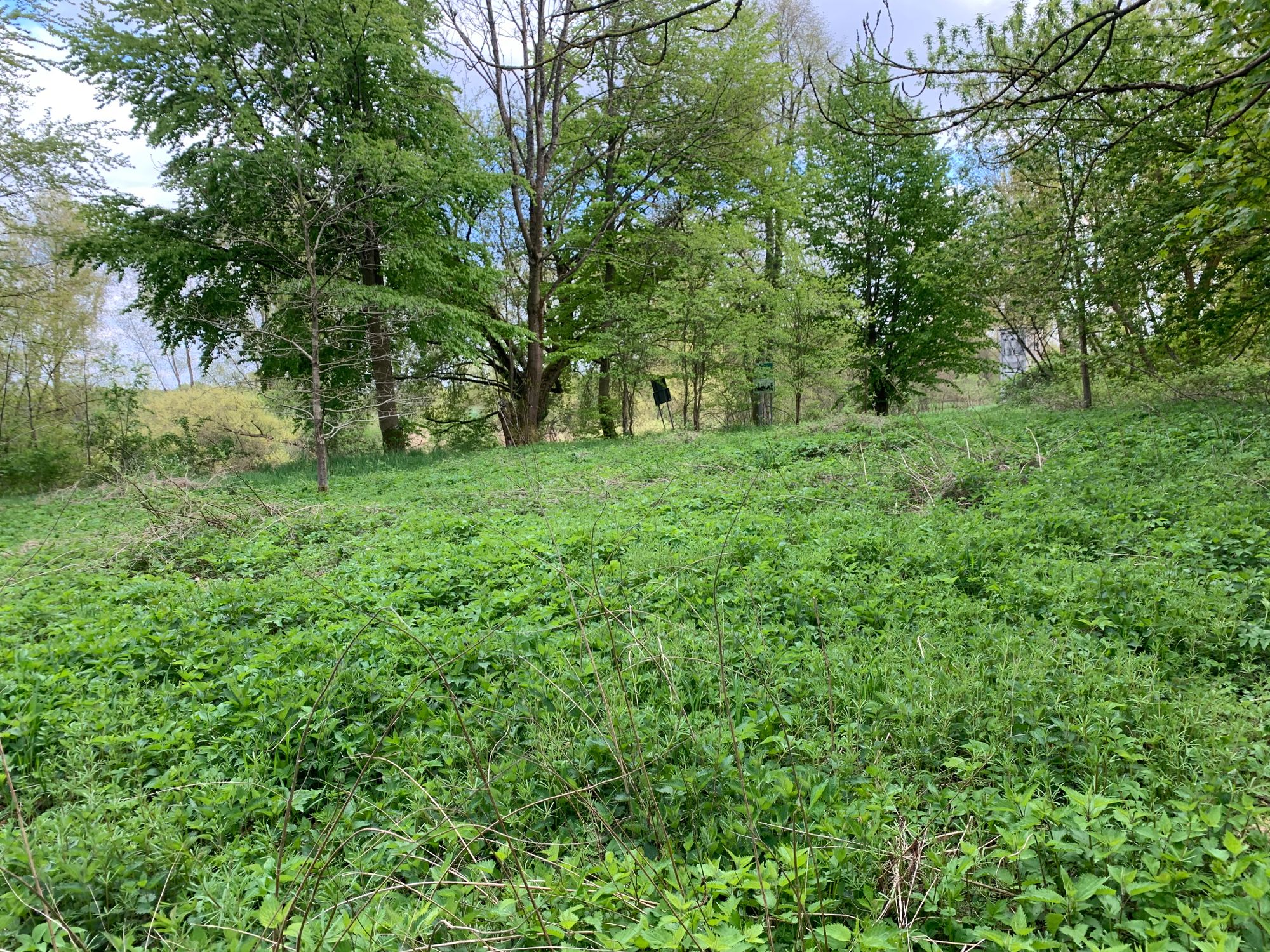 Historyczny park dworski Miałka – fragment terenu